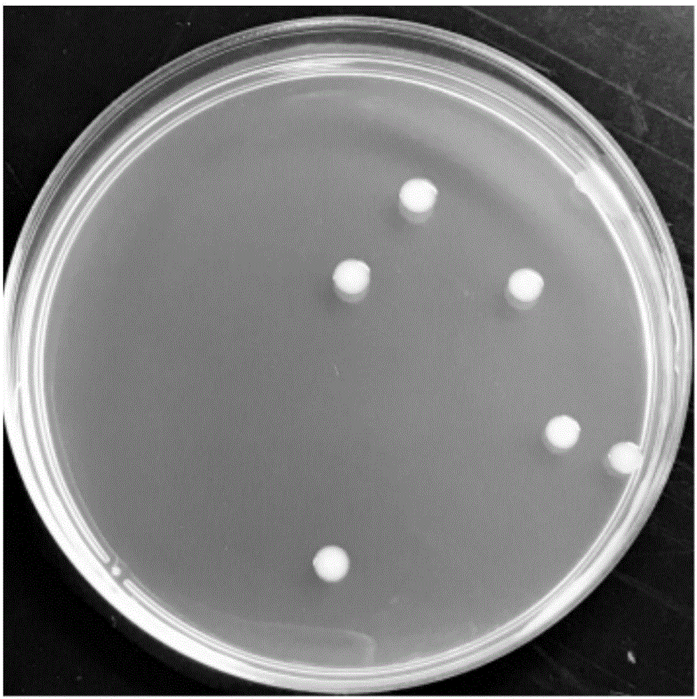 Broadspectrum efficient Klebsiella pneumoniae KL1 for decoloring azo dyes and application of broadspectrum efficient Klebsiella pneumoniae KL1