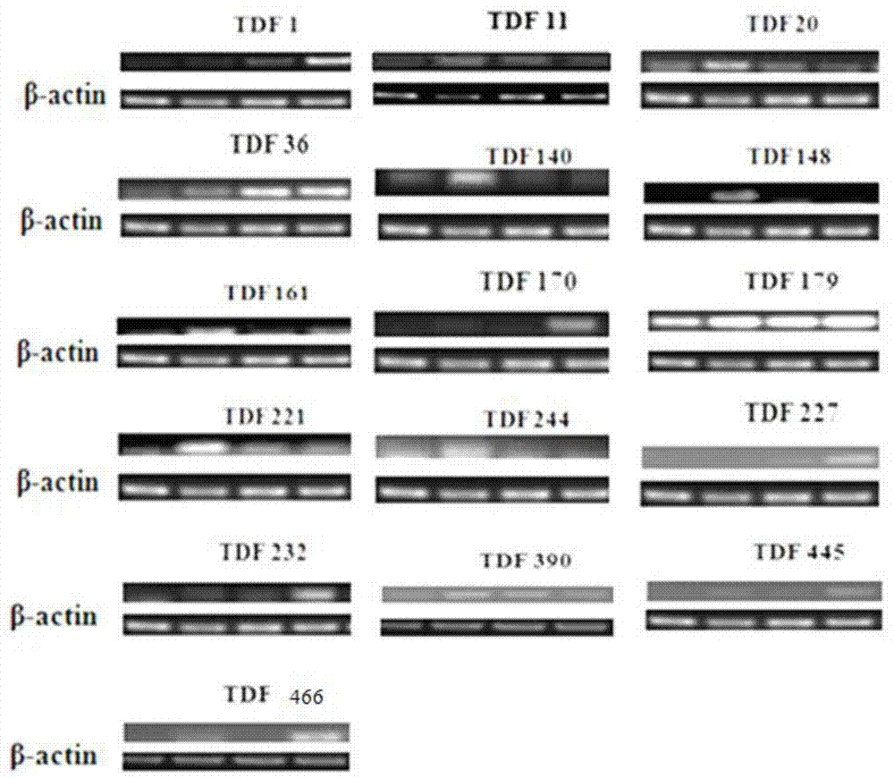 Ammopiptanthus mongolicus low-temperature stress related gene, and expression carrier and applications thereof