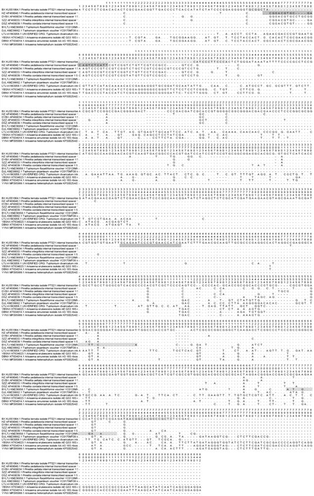 Method for identifying traditional Chinese medicinal material rhizome pinelliae and easily-confused products thereof