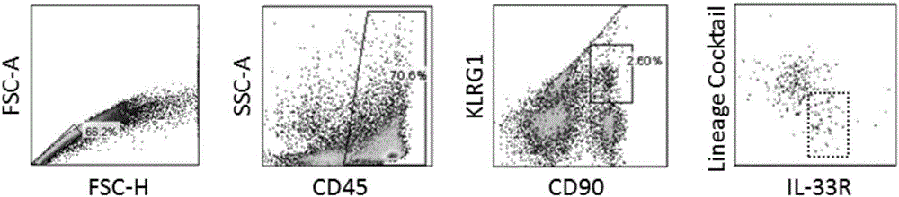 Method of separating and purifying II-type innate lymphoid cells from animal lung tissue
