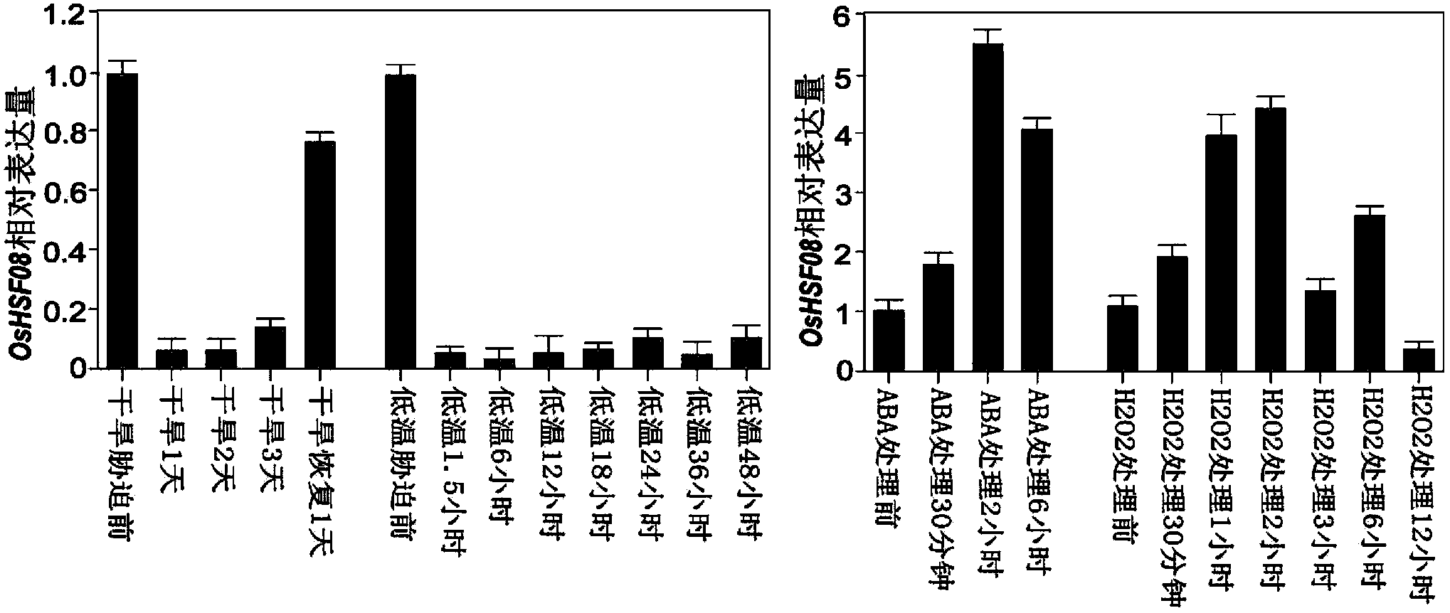 Application of OsHSF08 gene in controlling rice drought resistance