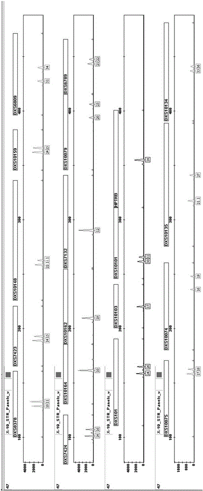 Human x-chromosome dna 19 locus multiplex amplification kit and its application