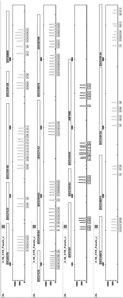 Human x-chromosome dna 19 locus multiplex amplification kit and its application