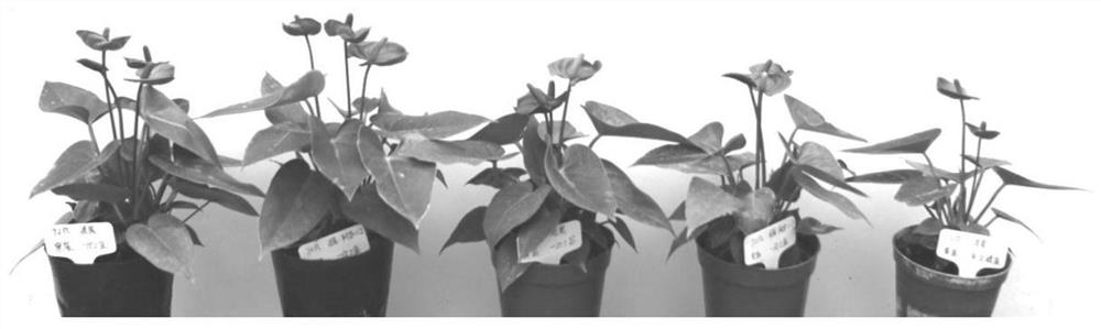 Simple, economical and efficient anthurium flower pot production method