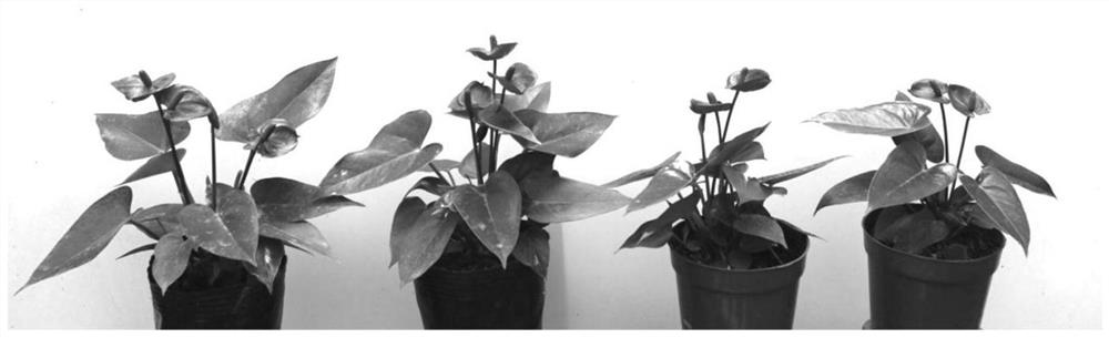 Simple, economical and efficient anthurium flower pot production method