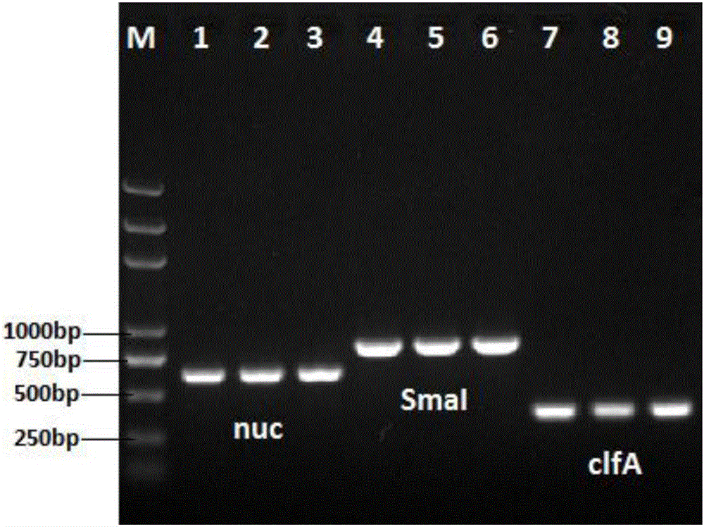 Staphylococcus aureus PCR (polymerase chain reaction) detection primer, kit and detection method