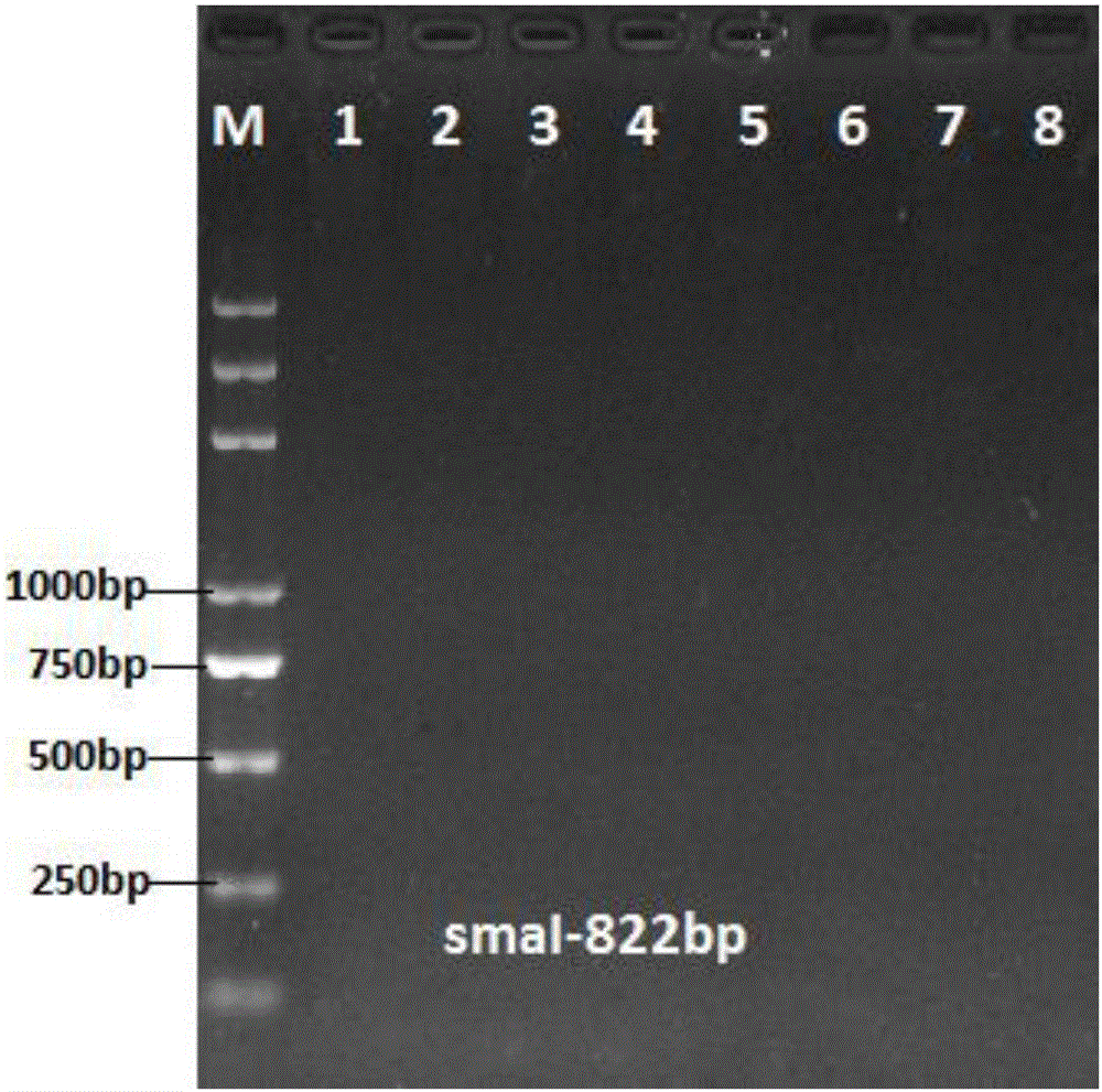 Staphylococcus aureus PCR (polymerase chain reaction) detection primer, kit and detection method