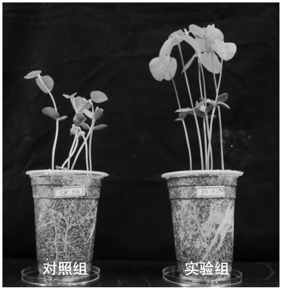 Plant root rot biocontrol bacterium and application thereof