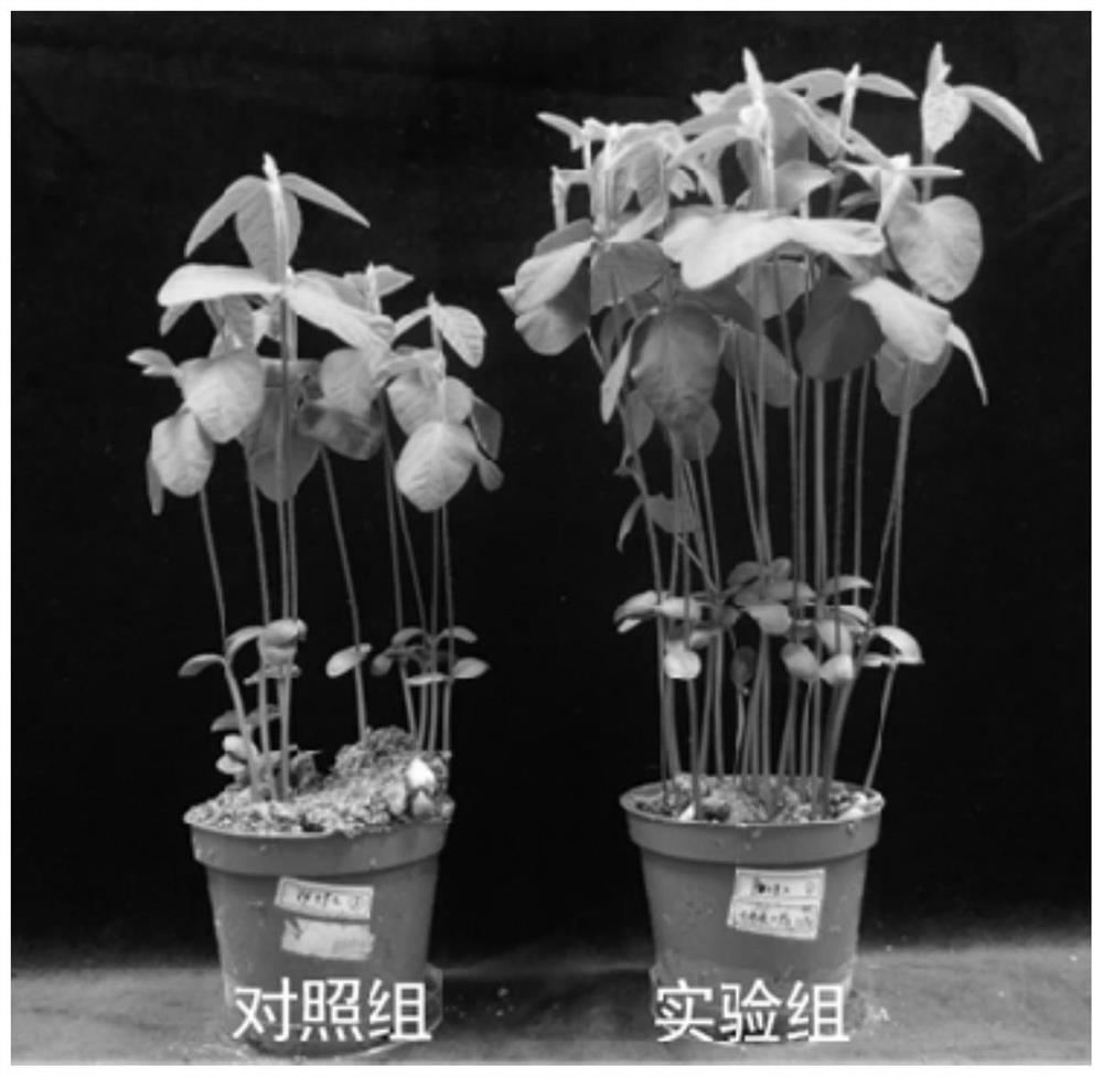 Plant root rot biocontrol bacterium and application thereof