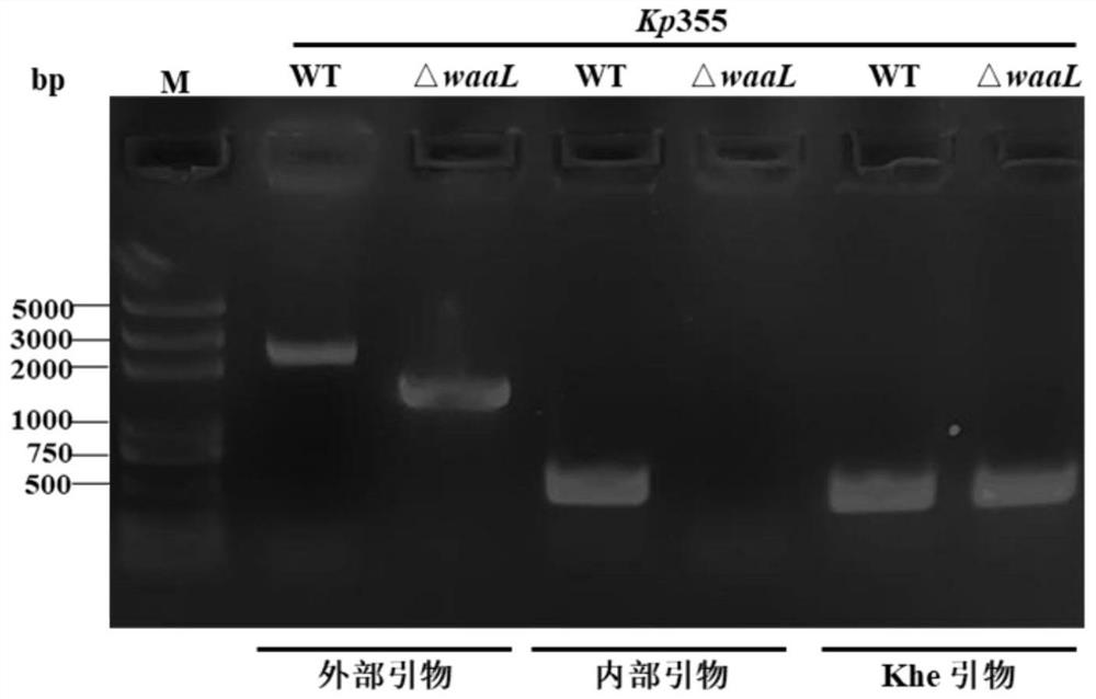 Fusion protein modified by klebsiella pneumonia polysaccharide, and application of fusion protein