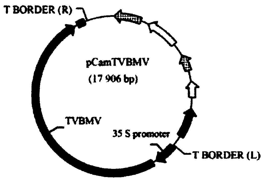 Potato X virus resistant attenuated vaccine as well as preparation method and application thereof