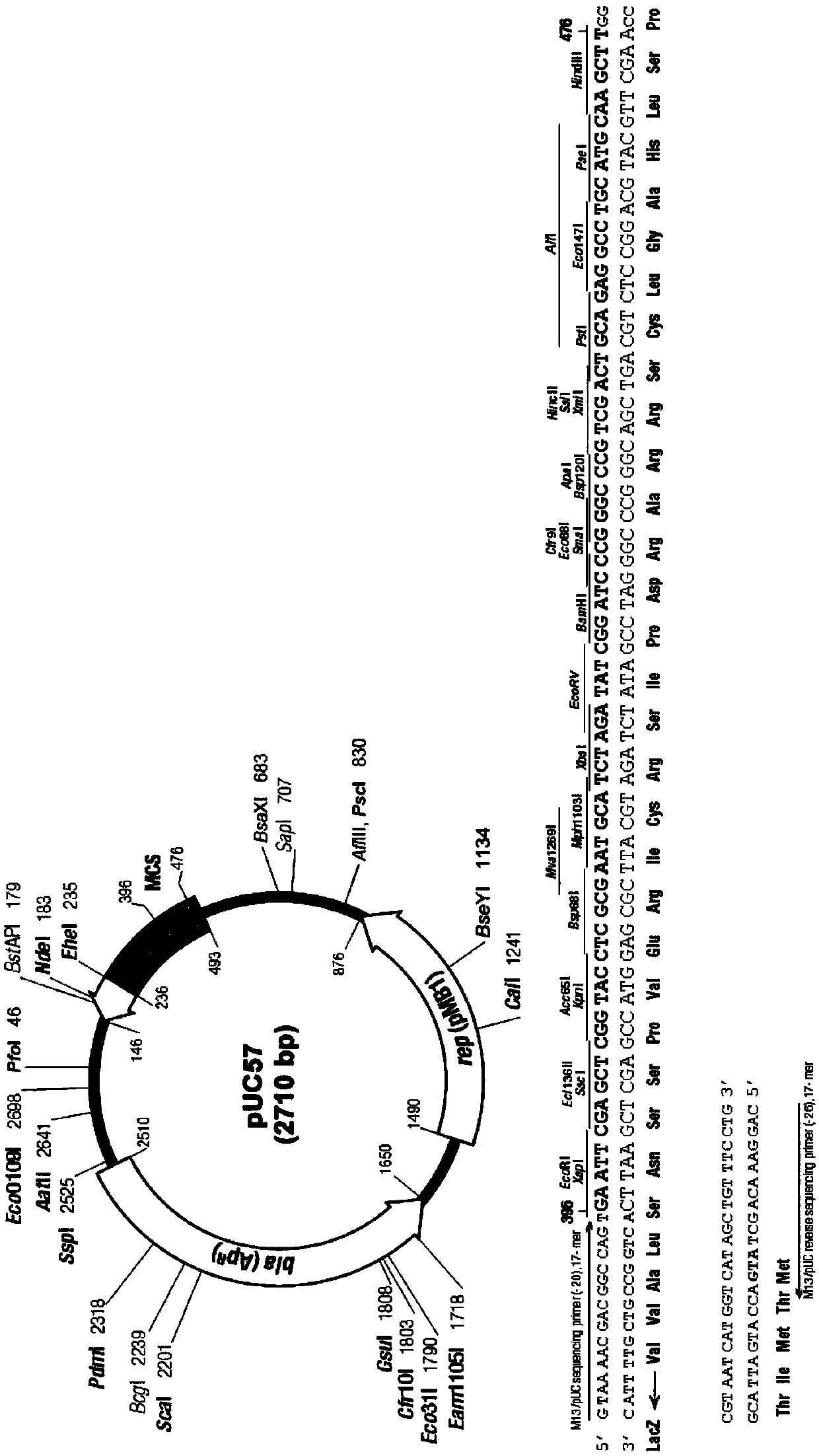 Application of plants as hosts in expressing canakinumab