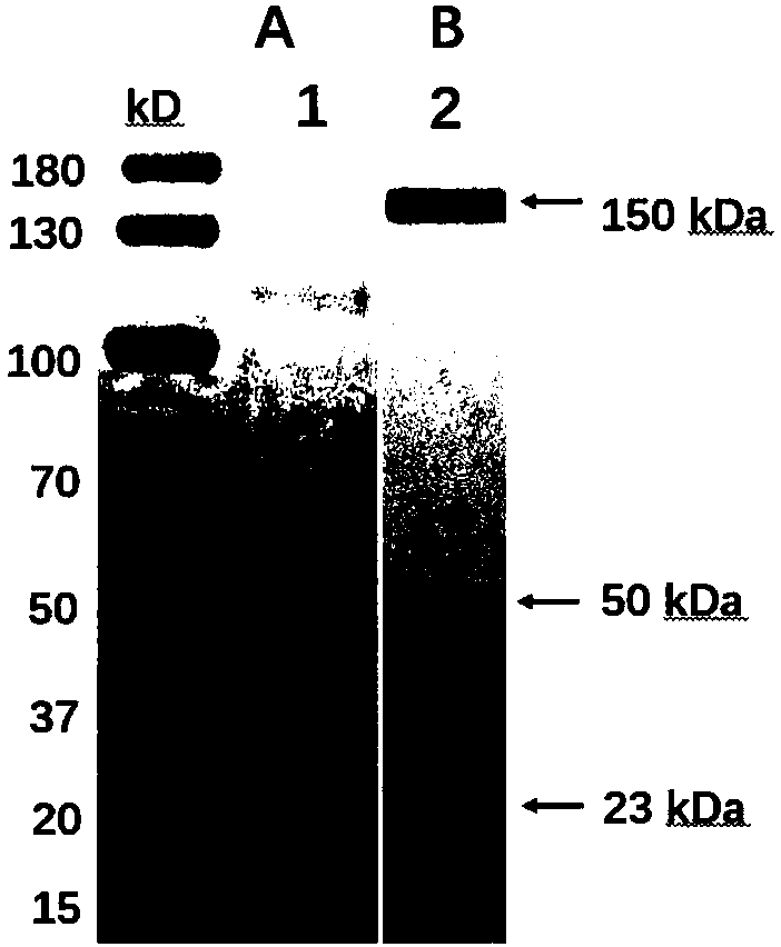 Application of plants as hosts in expressing canakinumab