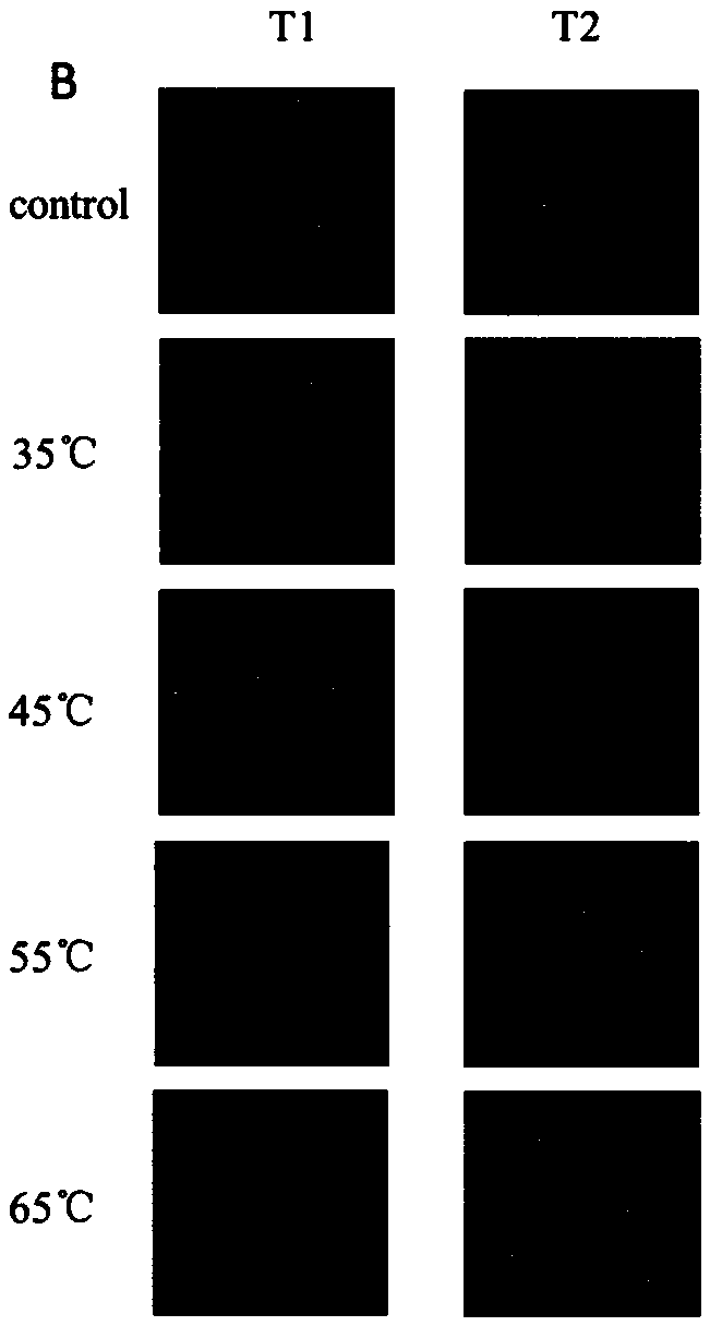 Low-temperature sea cucumber heating and tenderizing method