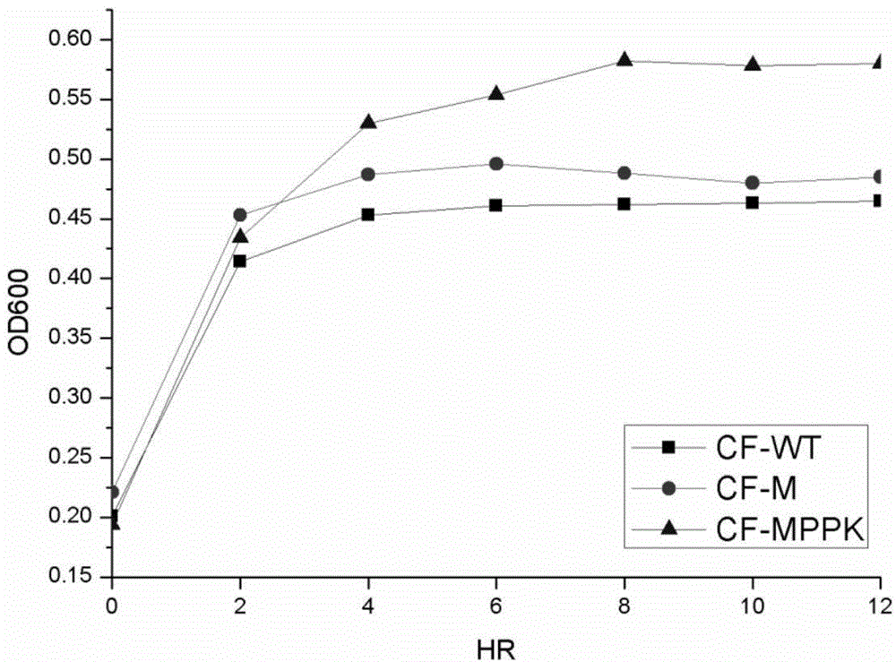 Citrobacter freundii with transformed phosphorus accumulating genes and construction method and application thereof