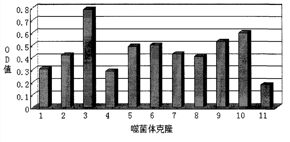 Lung carcinoma cell specificity conjugation oligopeptide and application thereof