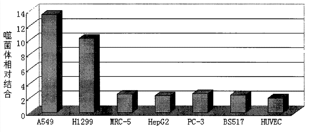 Lung carcinoma cell specificity conjugation oligopeptide and application thereof