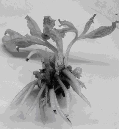 Culture medium and culture method for cultivating immature embryo of double-petal paeonia lactiflora