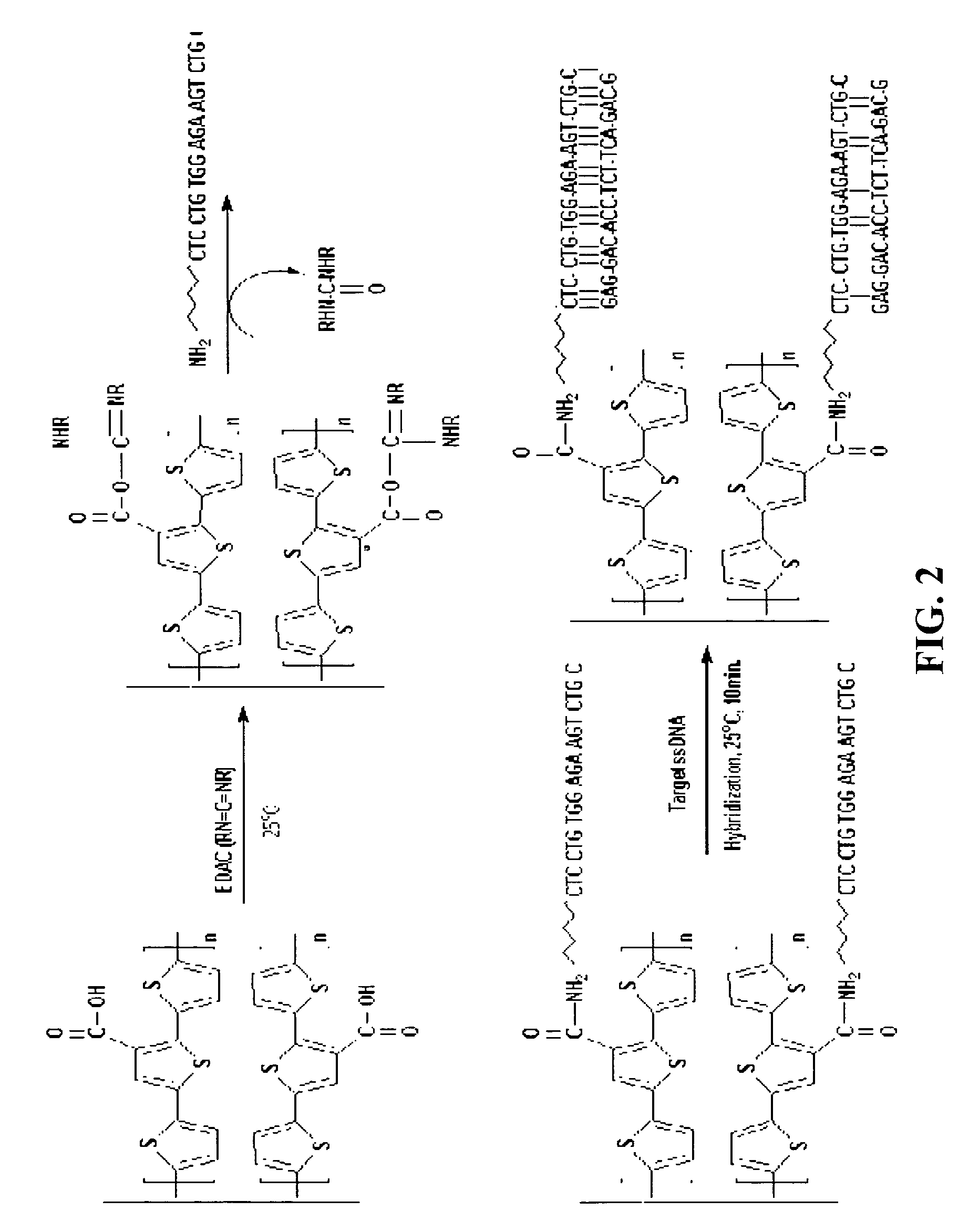 Terthiophene-3-carboxylic acid compound and fabricating method thereof, functionalized conductive terthiophene polymer with the compound as a monomer, process for DNA hybridization detection using the polymer, and fabricating method of probe DNA