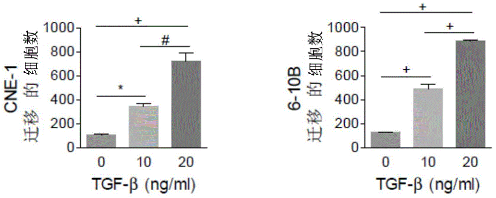 Target for screening and restraining transfer of nasopharyngeal carcinoma by using Flotillin-2 as medicine and application of target