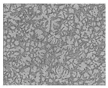 Preparation method for refined magnesium alloy solidification tissue