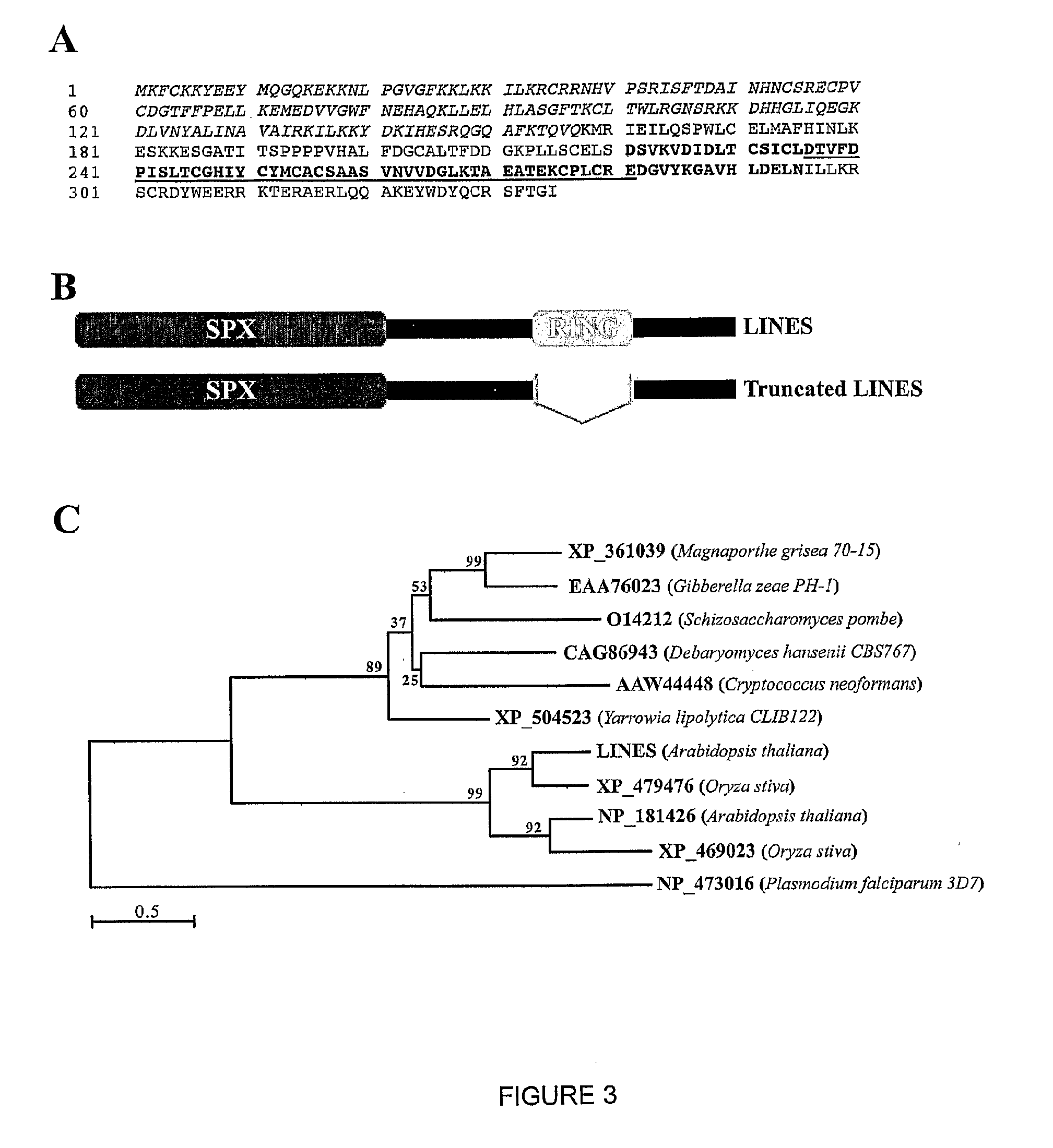 Nitrogen limitation adaptability gene and protein and modulation thereof