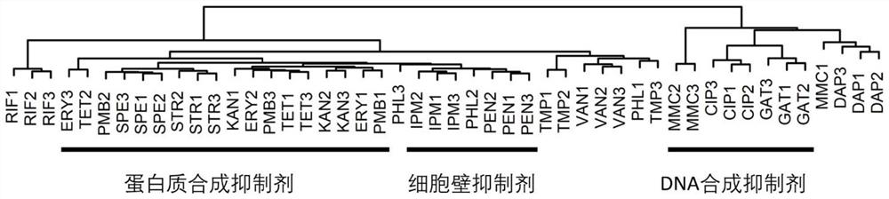 A method for determining the mechanism of action of antibiotics using a bioluminescent reporter system