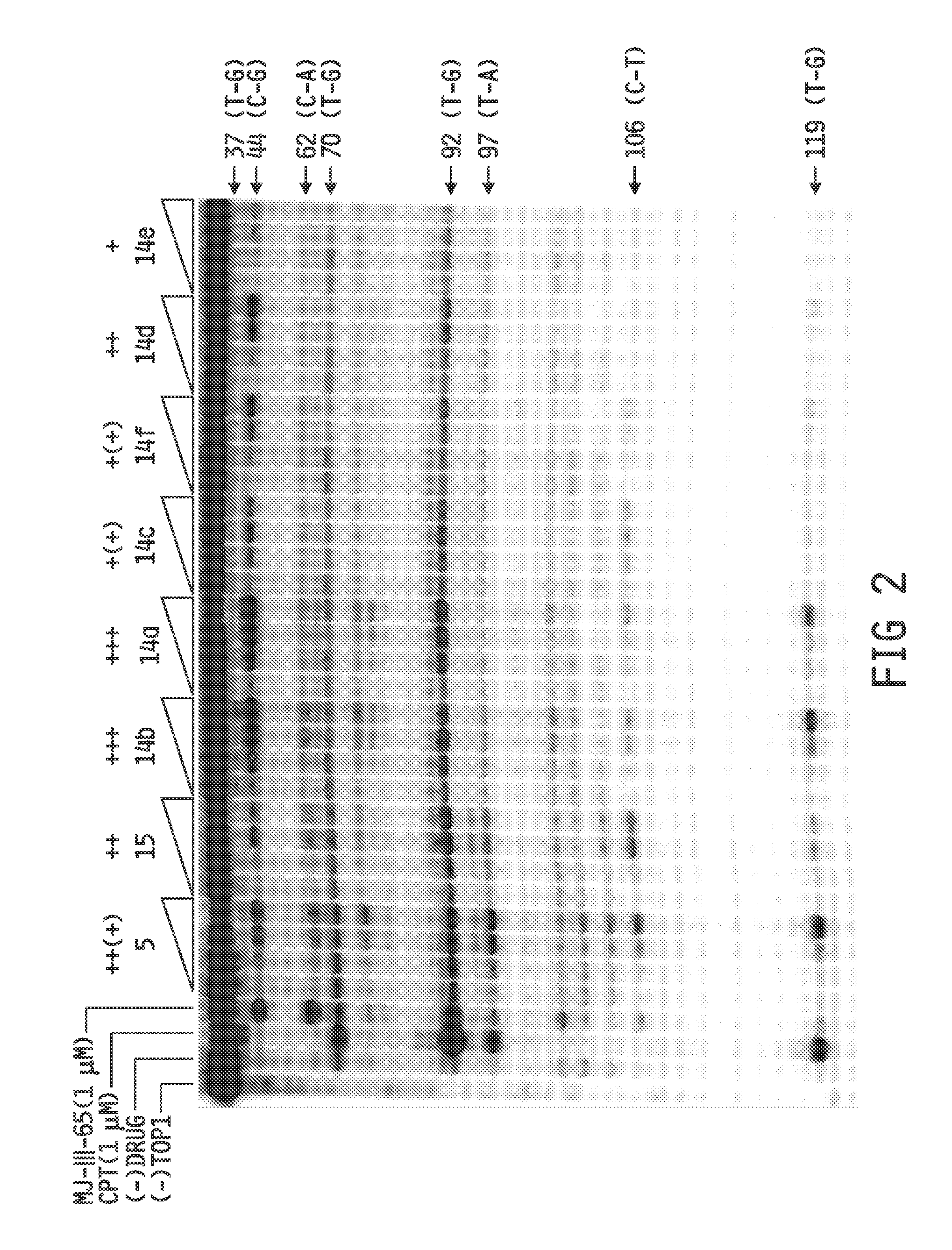 Substituted norindenoisoquinolines, syntheses thereof, and methods of use