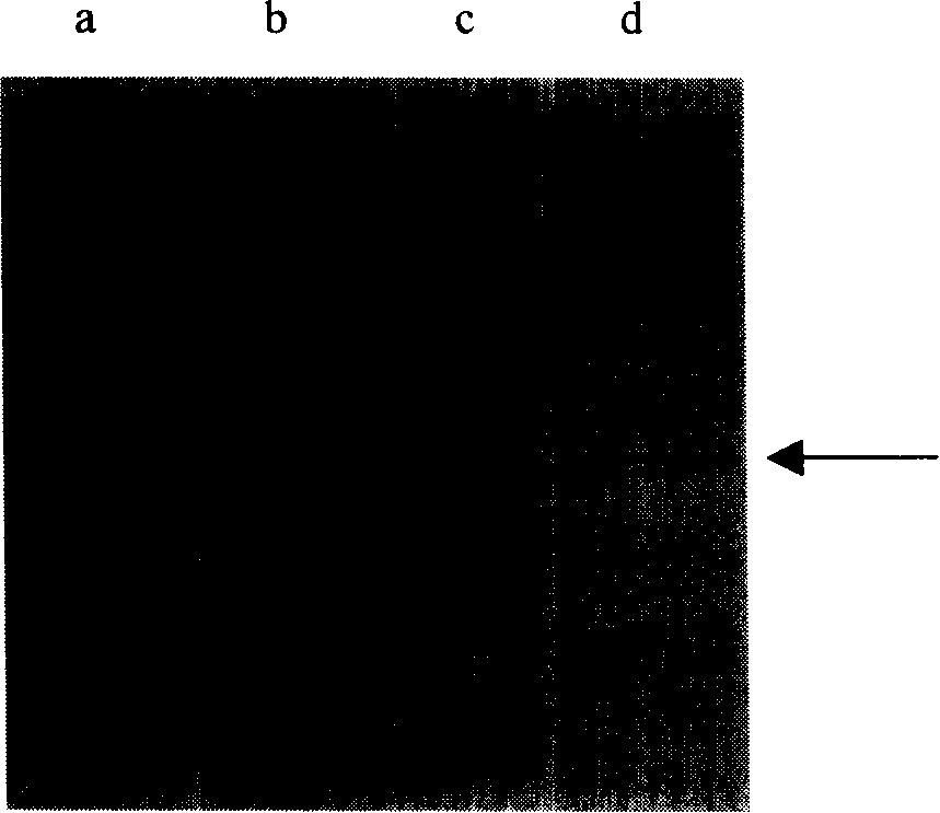 Hybridoma cell line and anti-human erythrocyte surface H antigen monoclonal antibodies generated thereof