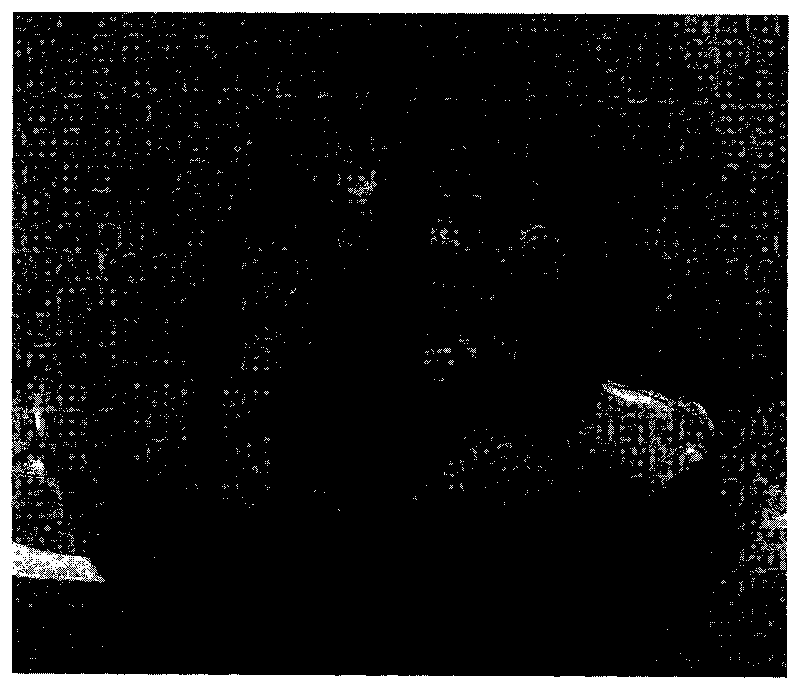 Method for tissue culture and rapid propagation of thornless safflower