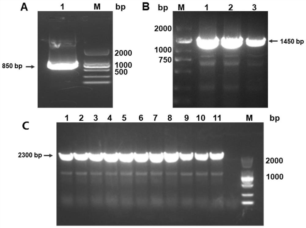 A kind of antibody fusion protein targeting frizzled-7 and its preparation method and application
