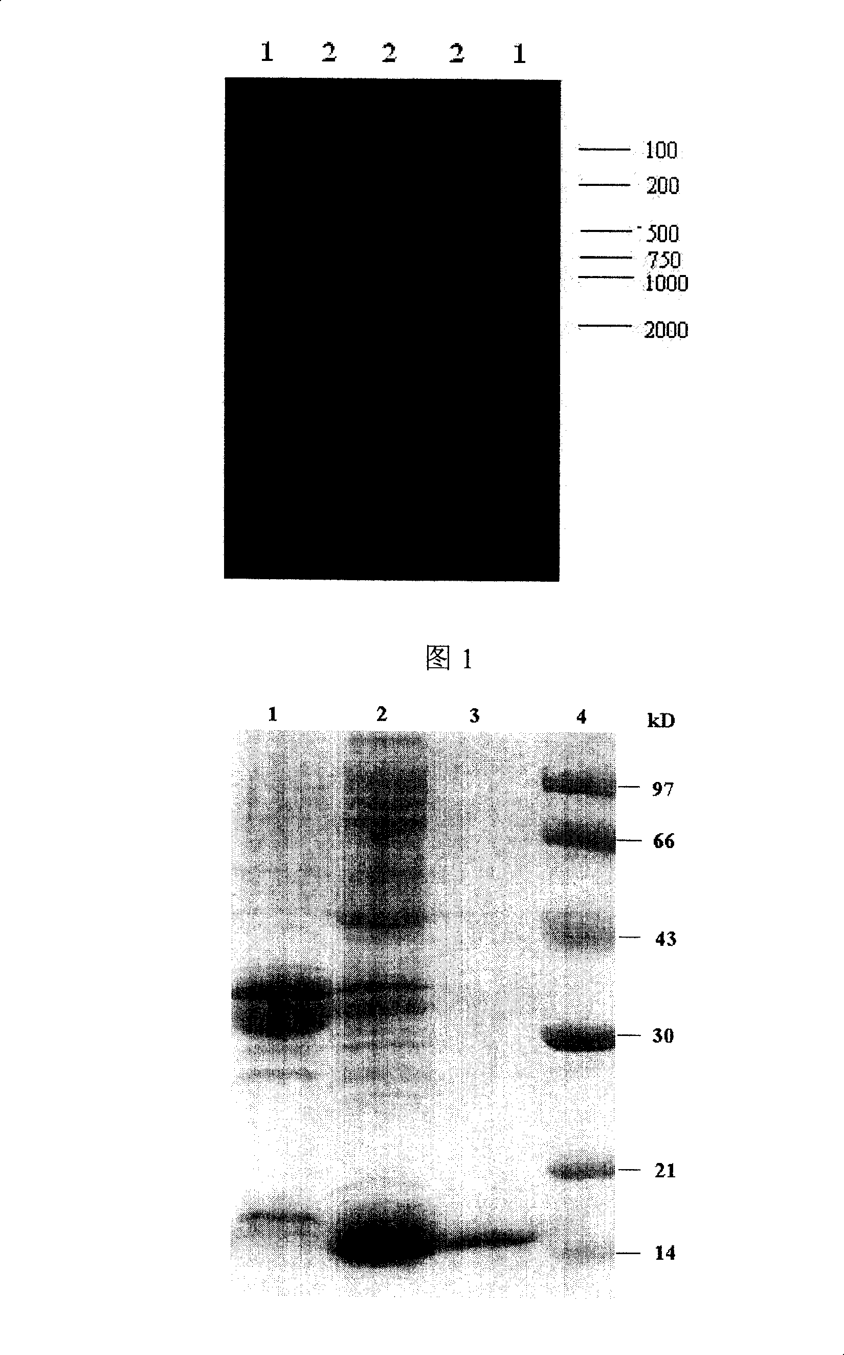 Novel bifunctional molecule of RGD staphylokinase, its preparation process and application