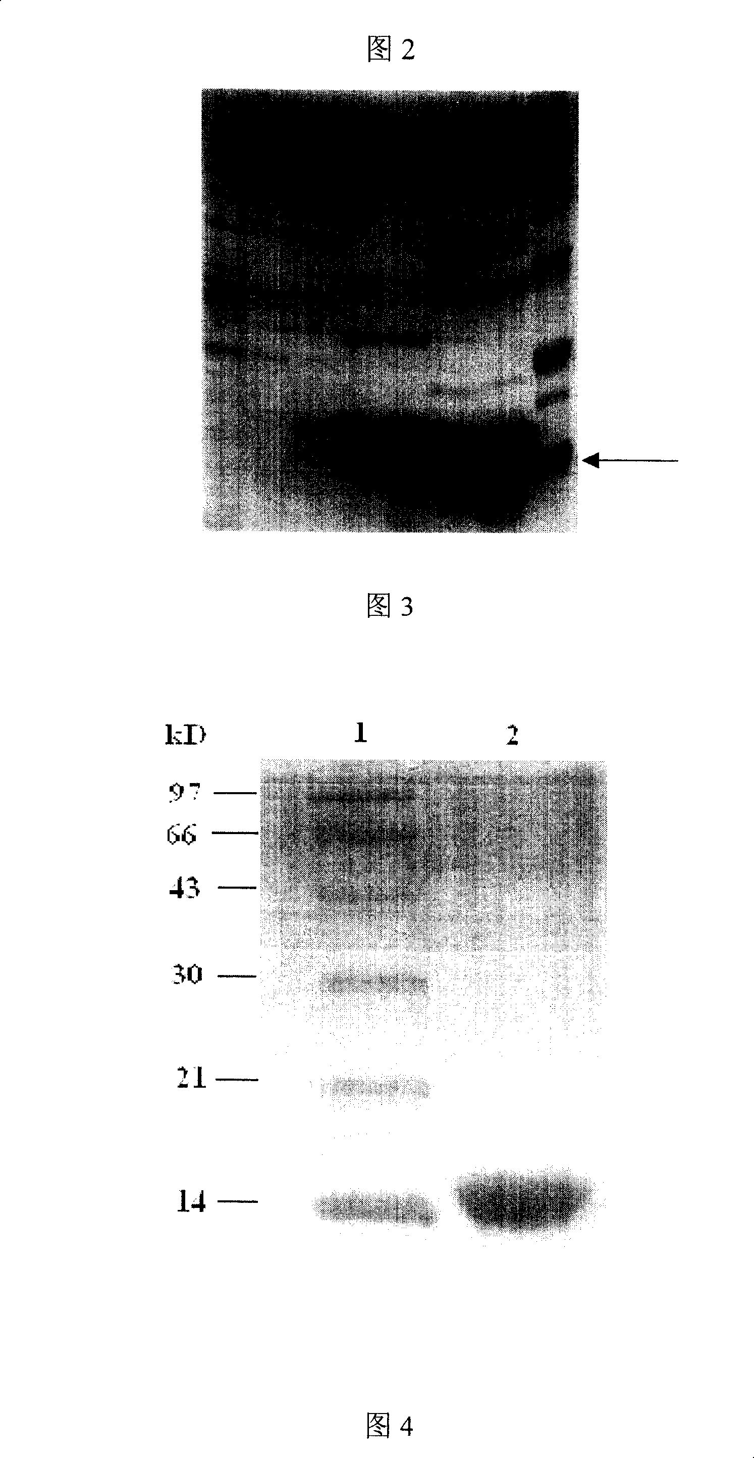 Novel bifunctional molecule of RGD staphylokinase, its preparation process and application