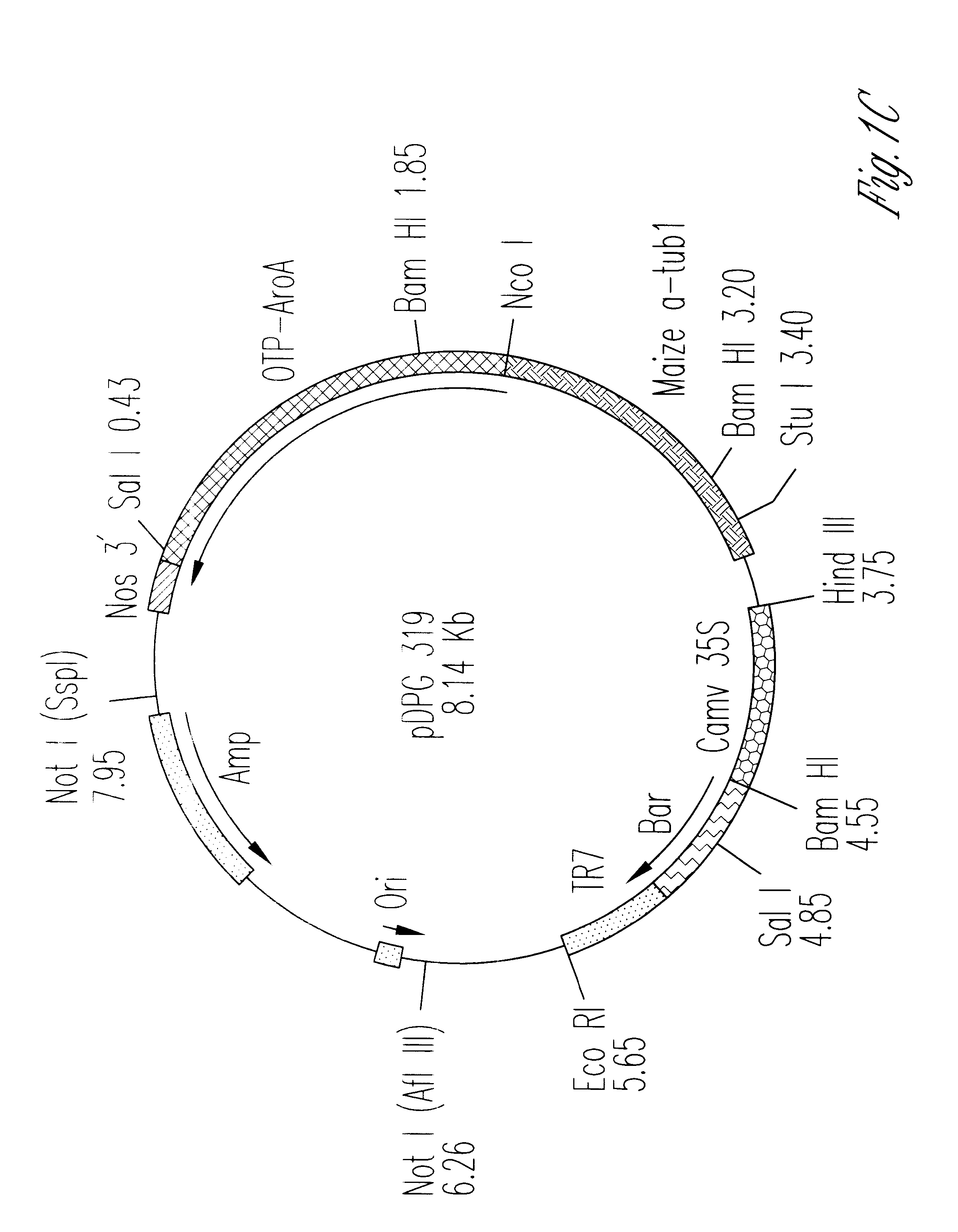 Fertile transgenic maize plants containing a gene encoding the pat protein