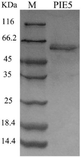 Fungal laccase mutant PIE5 as well as expression strain and application thereof
