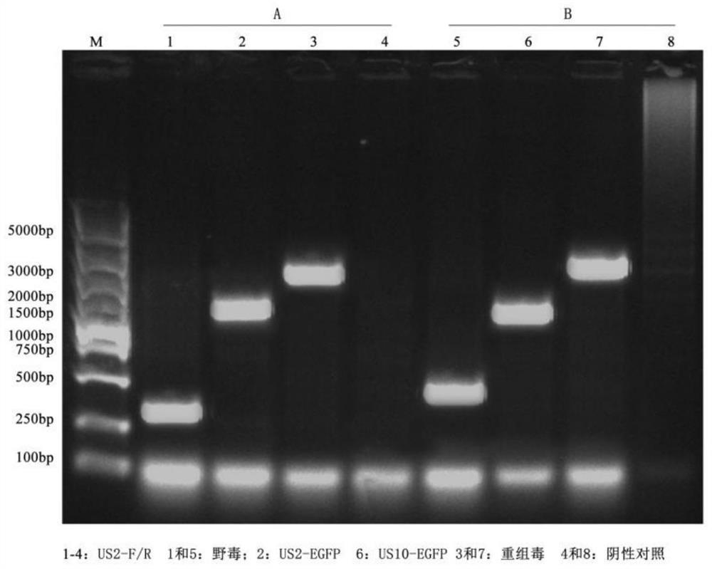 Recombinant herpesvirus turkey live vector vaccine capable of simultaneously expressing classical strain and variant infectious bursal disease virus VP2 protein