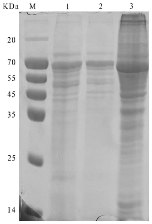 Recombinant herpesvirus turkey live vector vaccine capable of simultaneously expressing classical strain and variant infectious bursal disease virus VP2 protein