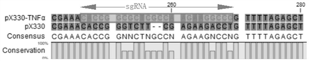 sgRNA for targeted knockout of TNF[alpha] gene, porcine embryo fibroblast cell line for knocking out TNF[alpha] gene and applications of fibroblast cell line