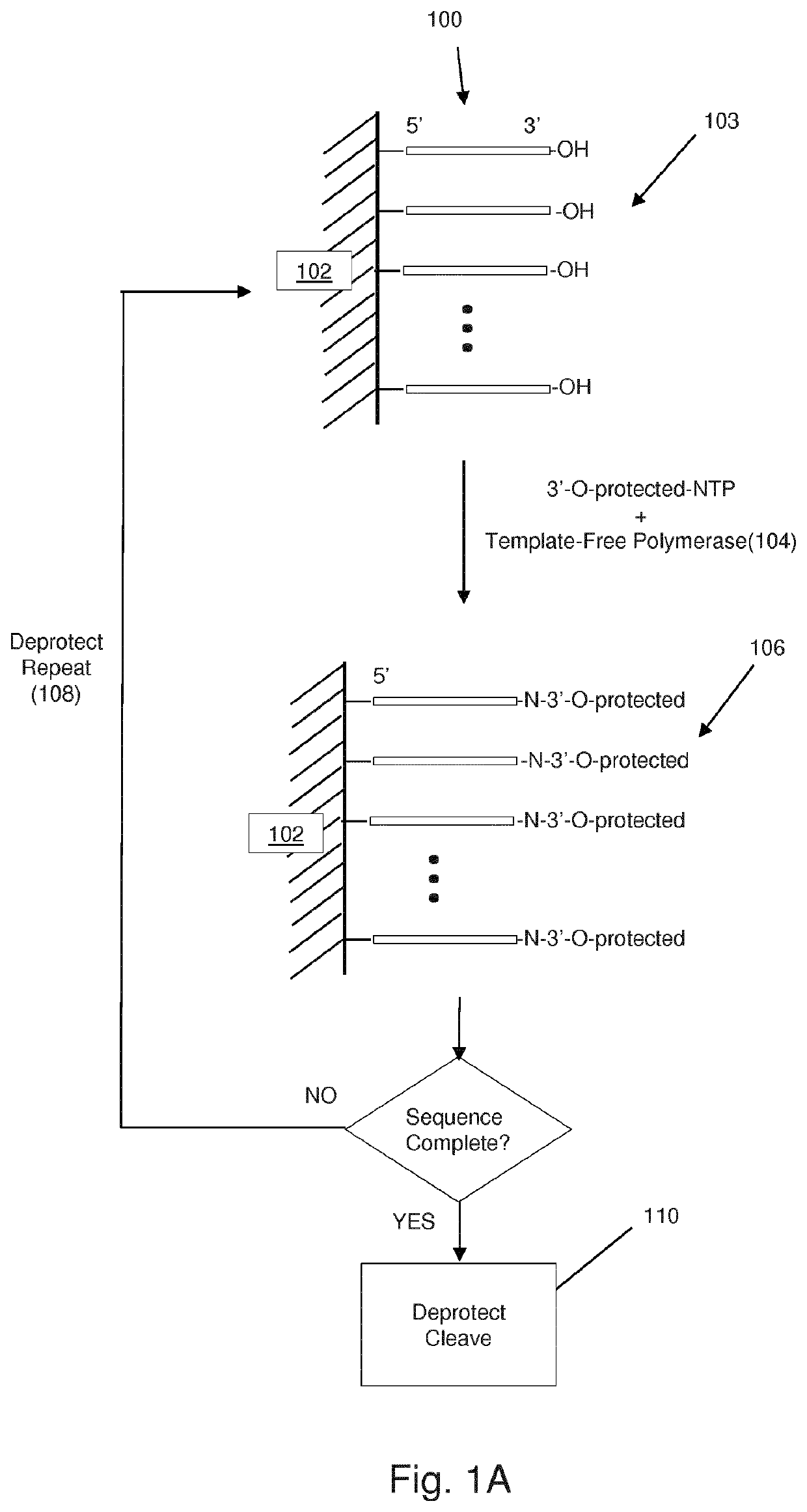 Massively Parallel Enzymatic Synthesis of Nucleic Acid Strands