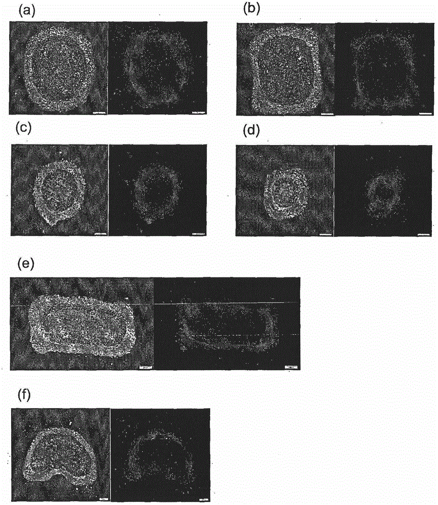 Method and system for in vitro developmental toxicity testing