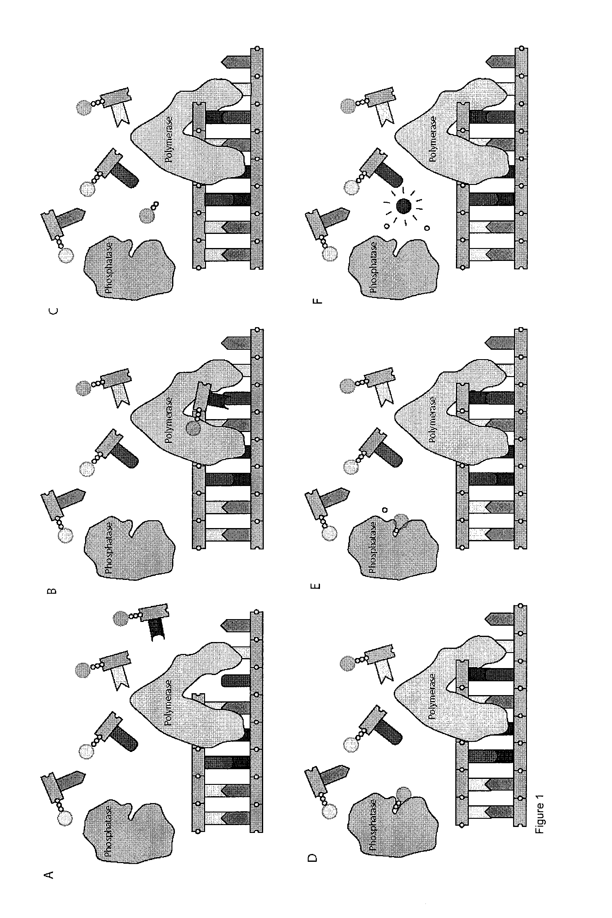 Methods and compositions for continuous single-molecule nucleic acid sequencing by synthesis with fluorogenic nucleotides