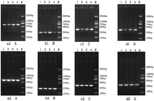 Rapid and low-cost method for separating PCR template from chicken blood