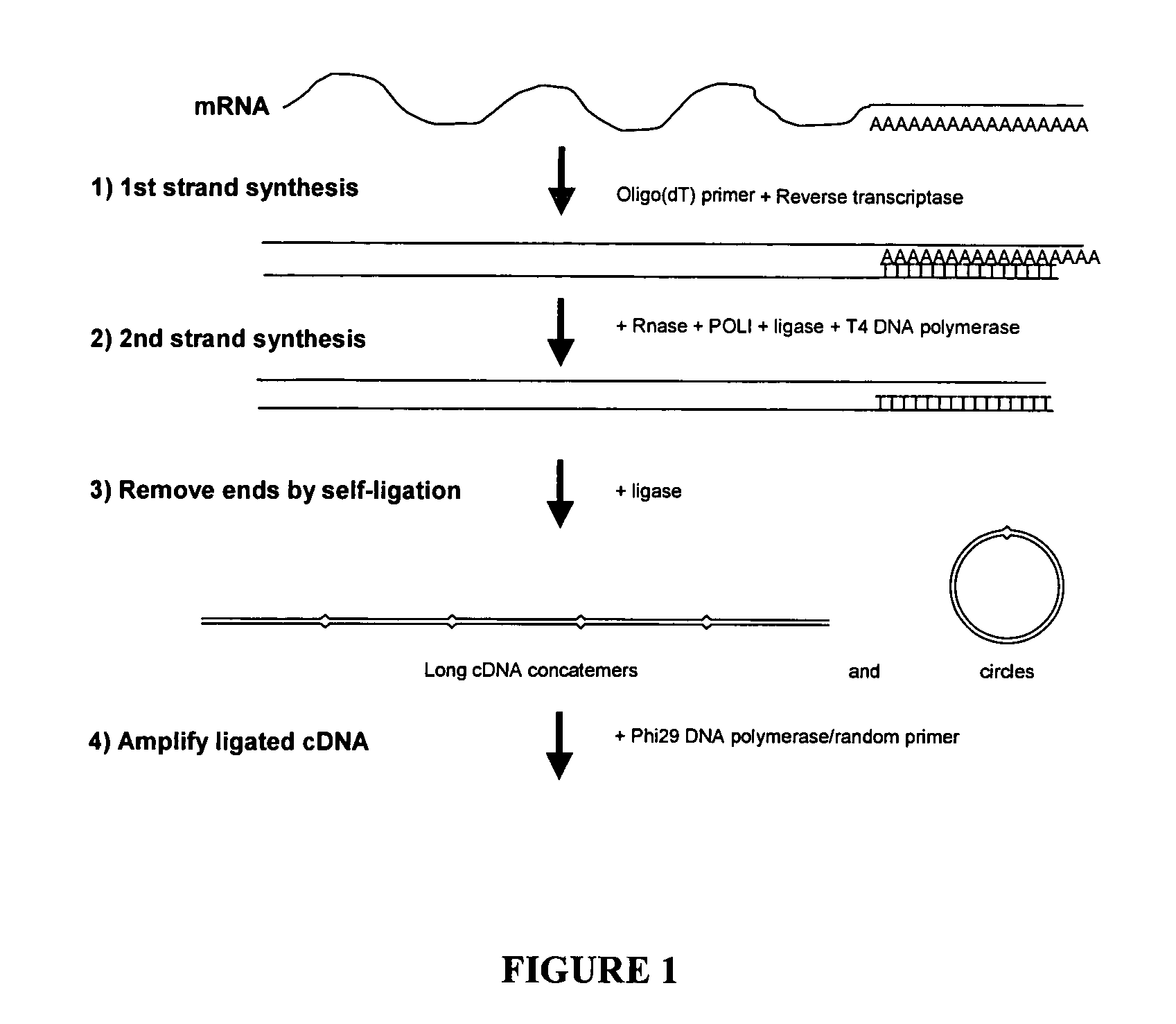 Amplification of self-ligated, circularized cDNA for expression profiling
