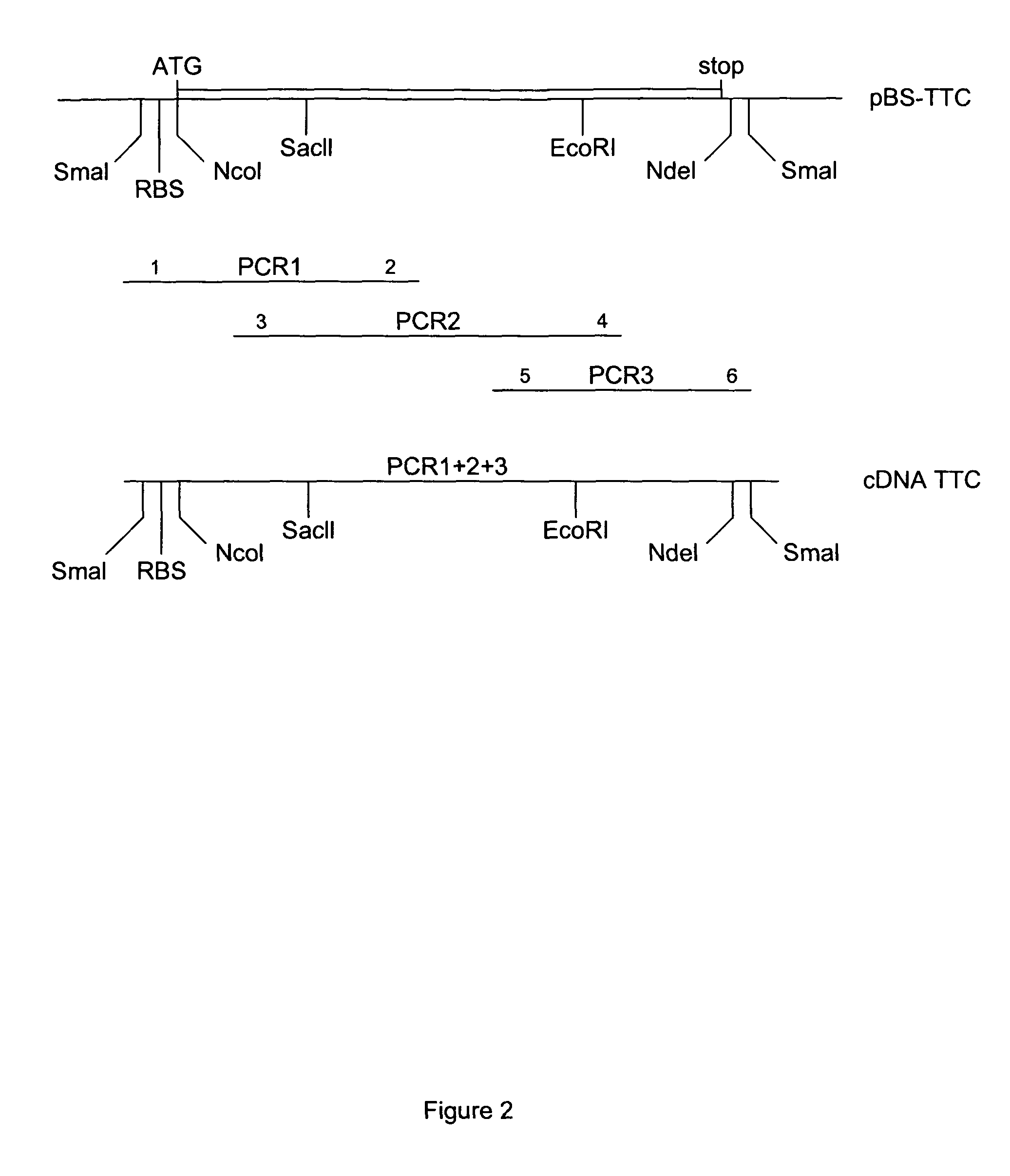 Methods for direct visualization of active synapses