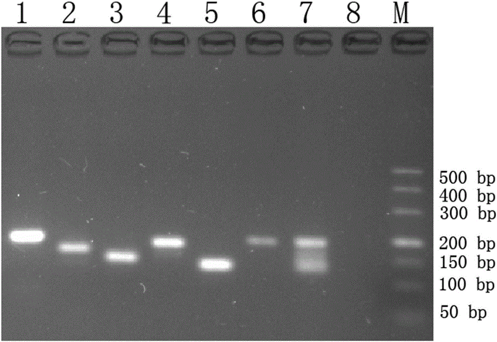 Primer group for simultaneously detecting five pathogens of rats, kit and multiple immunofluorescence analysis method