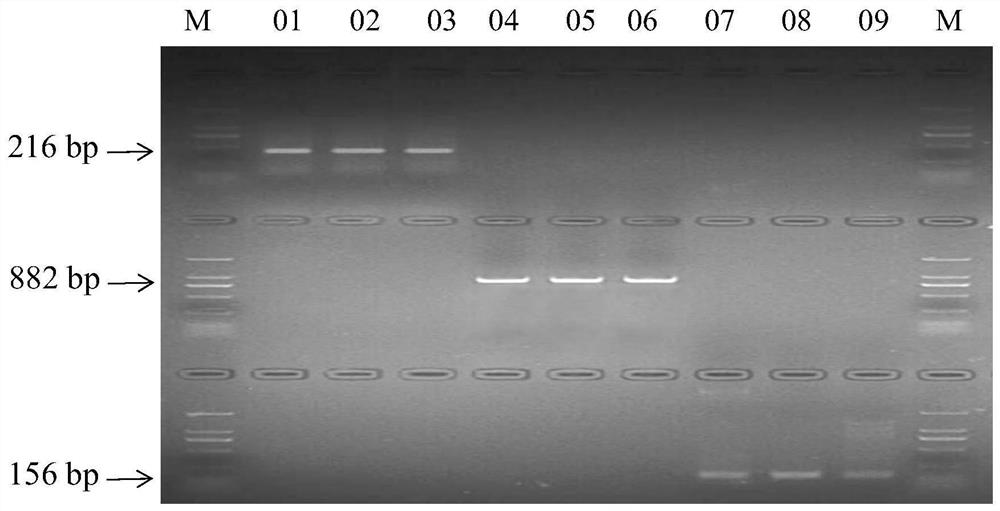 Molecular marker for identifying peroxidase activity of wheat grains and application of molecular marker