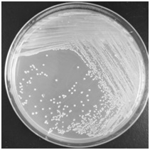 A kind of cellulomonas and method and application thereof for preparing microbial flocculant