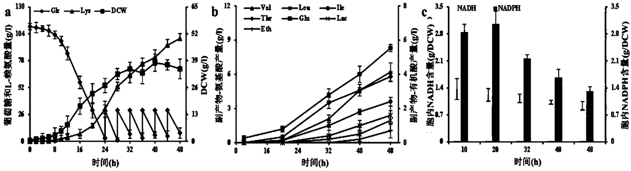Corynebacterium glutamicum capable of increasing lysine yield and constructing method of corynebacterium glutamicum