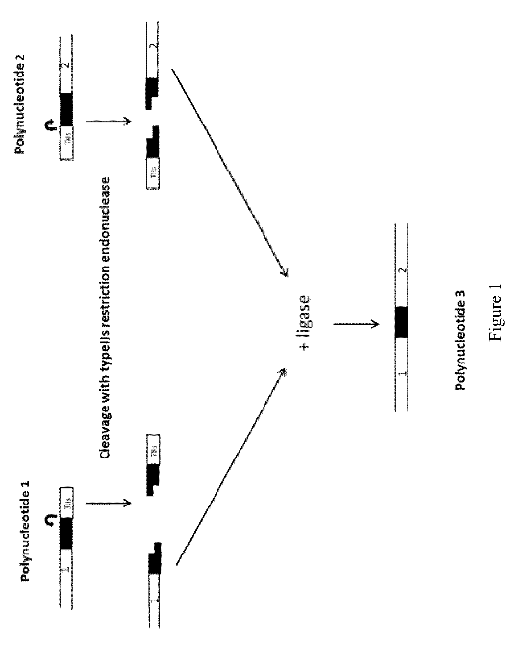 Methods, compositions and kits for a one-step DNA cloning system
