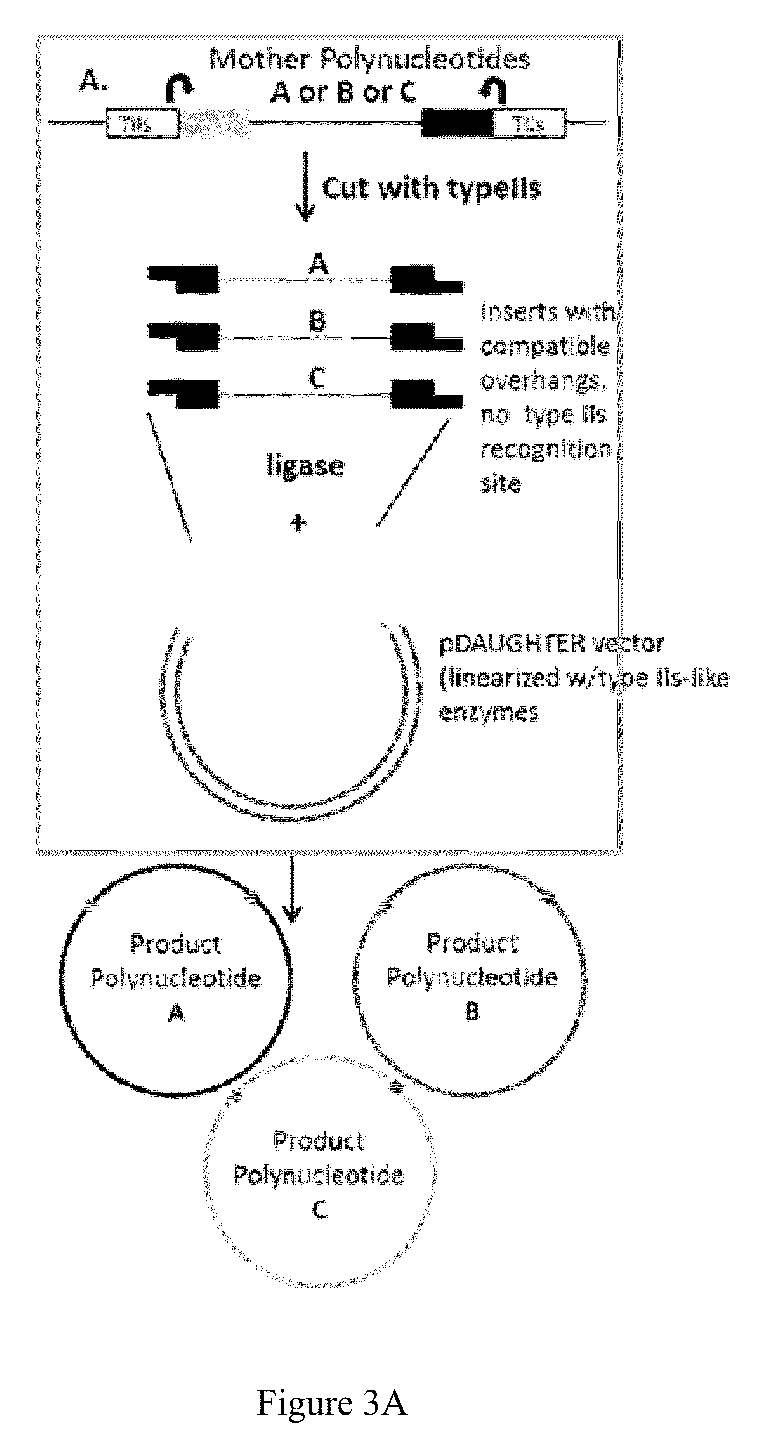 Methods, compositions and kits for a one-step DNA cloning system